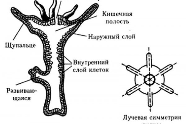 Код blacksprut blacksprut click